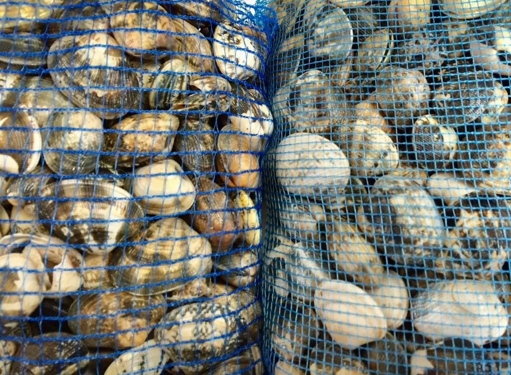 Vista dall'alto di sacchi per mitili, cozze e vongole