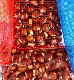 Sacchi per castagne 