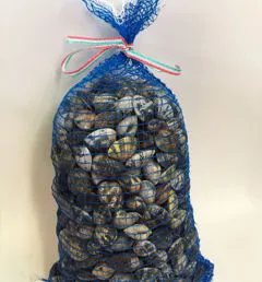 Sacchi quadrelli blu per vongole a Verona