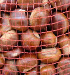 Tessuto rete quadrelli per sacchi per castagne